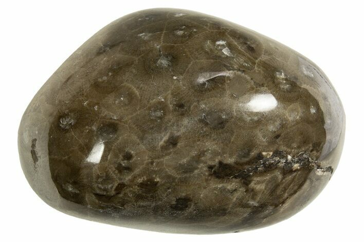 Polished Petoskey Stone (Fossil Coral) - Michigan #328357